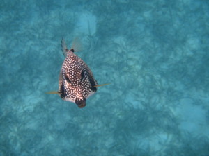 Trunk Fish USVI