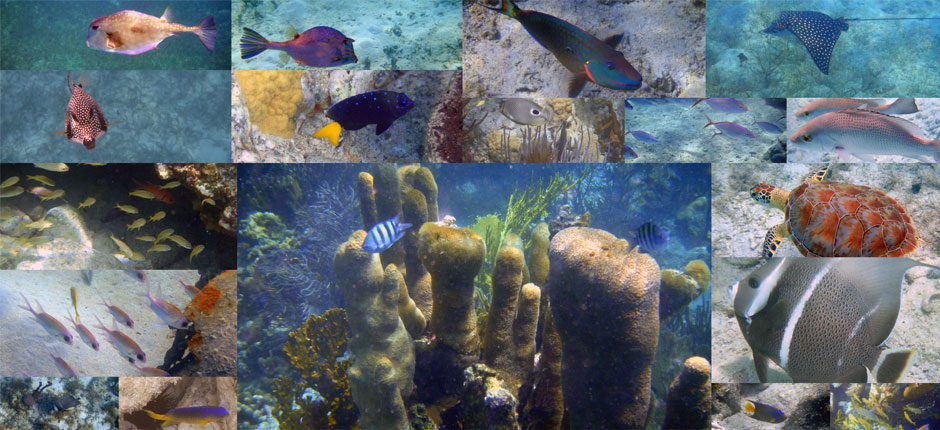 snorkeling collage image TYL Adventures - USVI