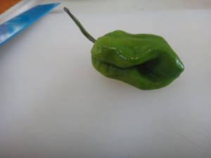 hot pepper